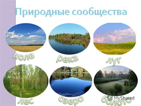 Презентация на тему: "Природное сообщество. Болото.. Природное ...