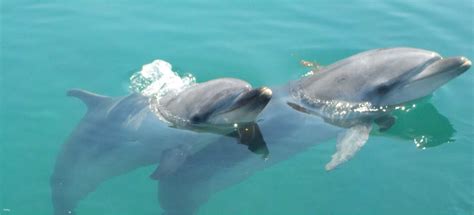 Dolphin Farm Shimanami Ticket | Official Retailer | Ehime in Ehime | Pelago