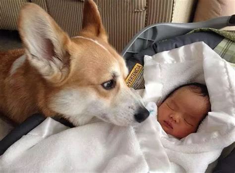 世上有一种爱叫：当宠物狗遇上小Baby_小宝宝
