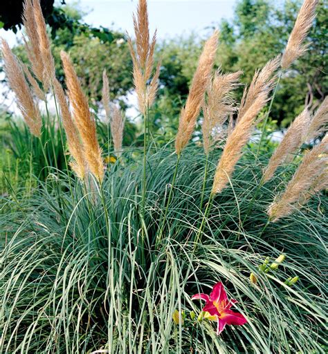 Perennial Grasses Names 25 Ornamental Grasses For Adding Texture To