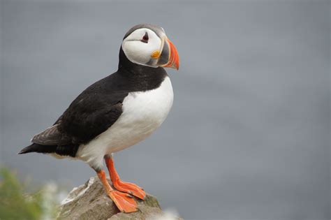 Puffin Bird Iceland