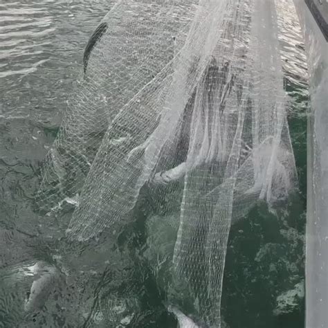 Image result for Cast Net Mullet Run