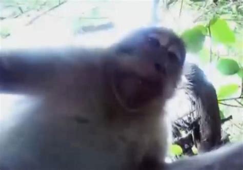 Image result for Monkey GoPro