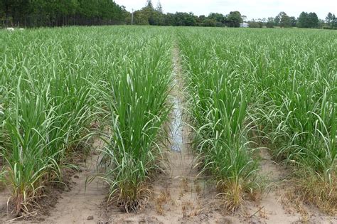 Welcome To Chalthan Sugar