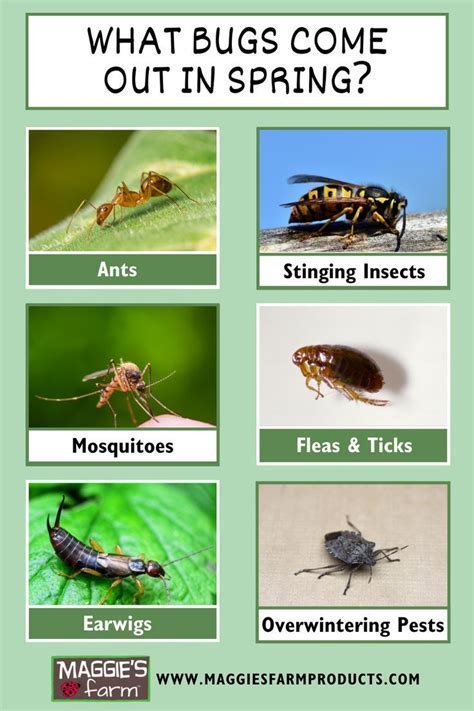 Image result for Spring Season Insects