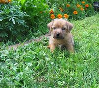 Image result for The Cutest Puppy Ever