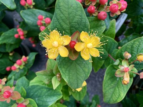 Hypericum x inodorum 'Floralberry Rose' 1 | Wells Medina Nursery