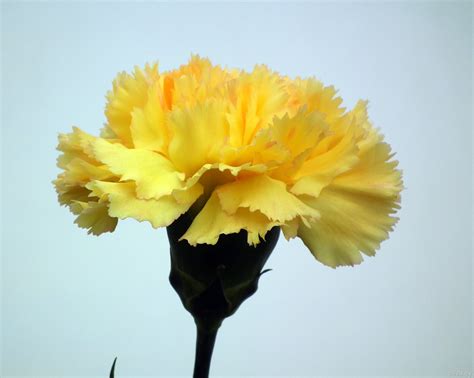 The Meaning Of Yellow Carnations at Lula Hurst blog