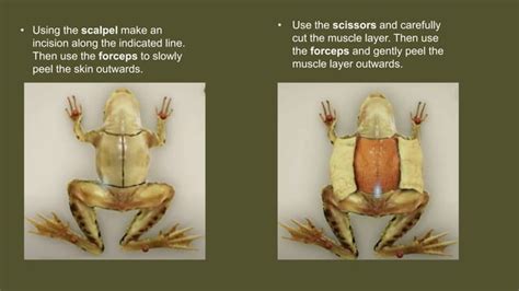 Frog Dissection Biology by Me 的图像结果