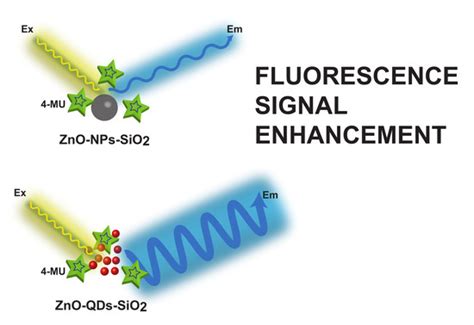 Amplified Fluorescence by ZnO Nanoparticles vs. Quantum Dots for Bovine ...