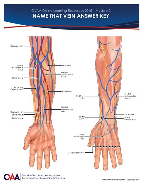 CVAA Name That Vein Answer Key-1 - NAME THAT VEIN ANSWER KEY – December ...