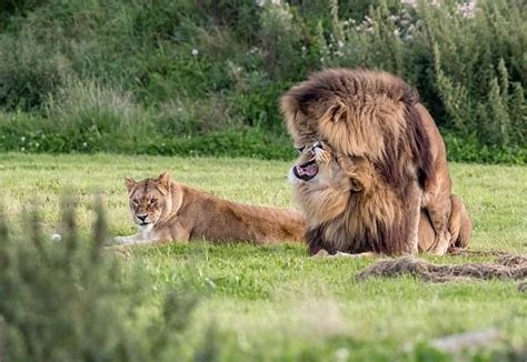 动物园,狮子,沉睡的狮子高清图库素材免费下载(图片编号:6578448)-六图网