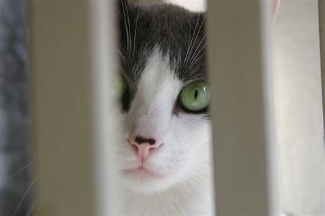 Image result for Task Definition for Cat