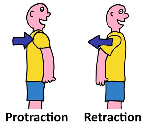 What Are the Anatomical Joint Movement Terms? – Functional Fitness PTS