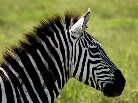 Biomes Grassland Animals