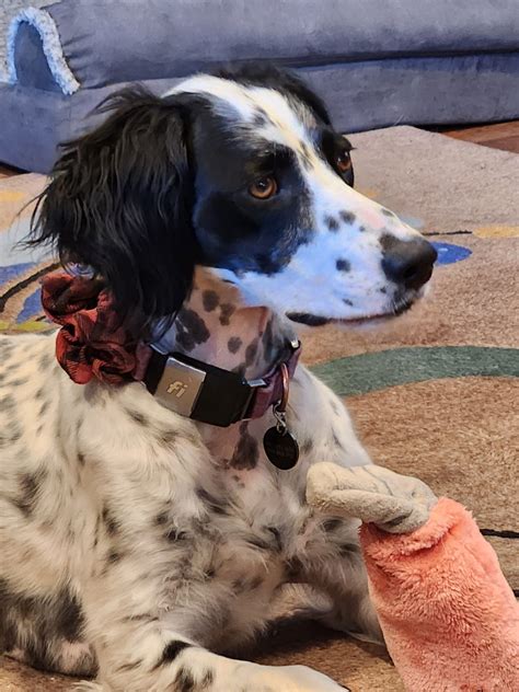 Libby - Southwest English Setter Rescue