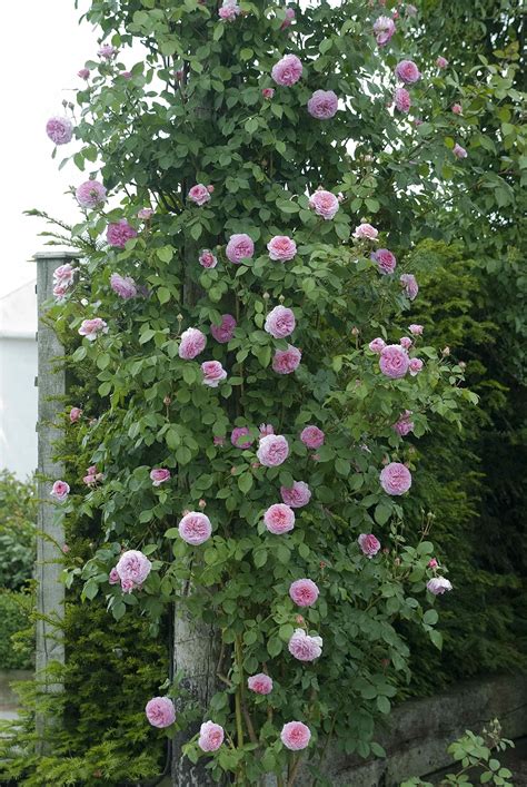 David Austin Princess Alexandra of Kent Rose - English Garden Rose Bush ...