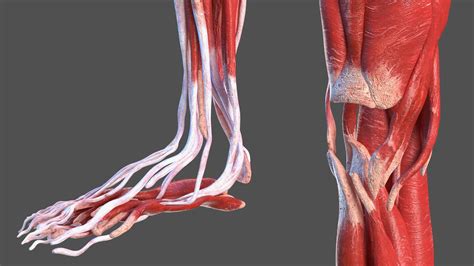 Young Man Anatomy Right Leg 3D Model $139 - .3ds .blend .c4d .fbx .max .ma .lxo .obj - Free3D