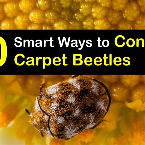 Are Varied Carpet Beetles Dangerous at Carolann Ness blog