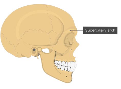 frontal bone anatomy
