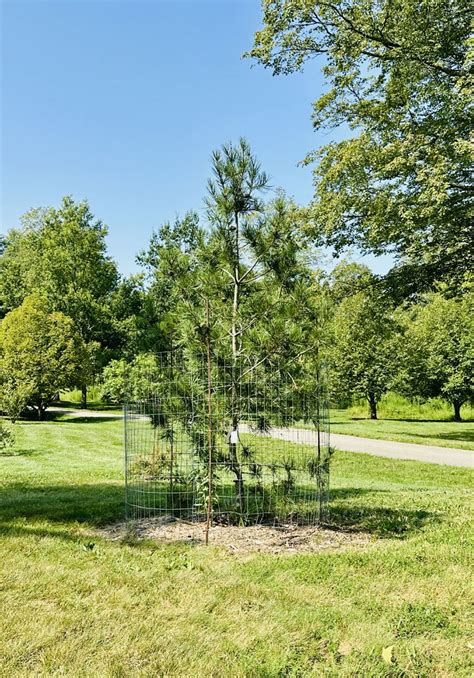 Pinus bungeana 'Silver Ghost' - Silver Ghost lacebark pine | The Dawes ...