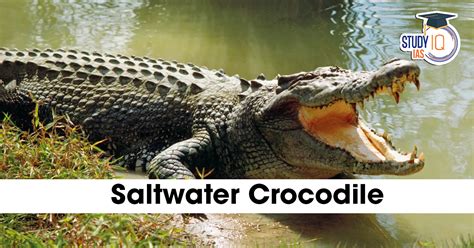 Saltwater Crocodile, Key Features and Conservation Status