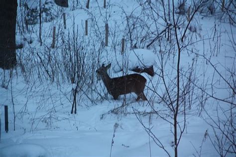 CHATY TATRA (Tatranska Strba) - Pension Reviews, Photos, Rate ...