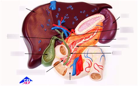 Image result for Liver Models Labeled
