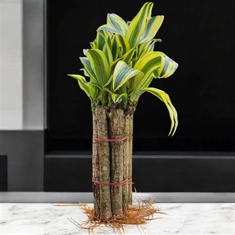 Brazilian Wood Plant – Lucky 7 (Potted with Roots) – Symbolic & Lush ...