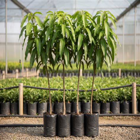 Carabao Mango Grafted Tree | Sweetest Mango Variety | Plant Store ...