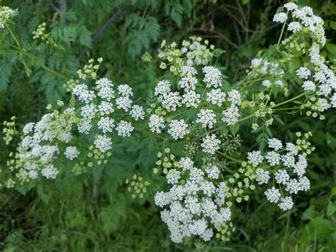 Poison Hemlock Rash