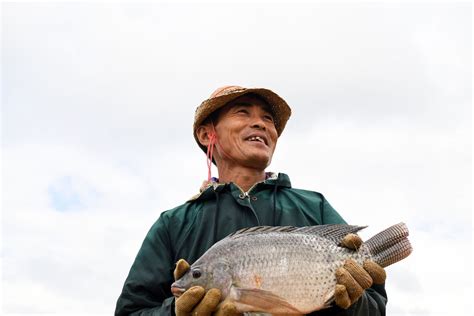 Is Fish Healthier Than Meat? A Closer Look at Their Nutrition Values