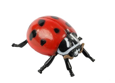 Buy Insect Lore Ladybug Life Cycle - 4 PC Insect Figure Shows Life Of ...