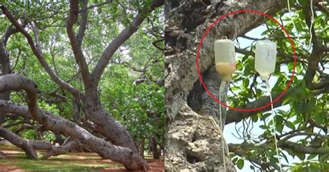 700-YO & Second-Largest In The World, This Banyan Tree In Telangana Is ...