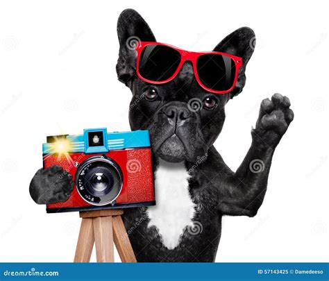 Puppy With Camera