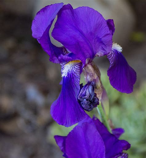 Purple Iris Flower Free Stock Photo - Public Domain Pictures