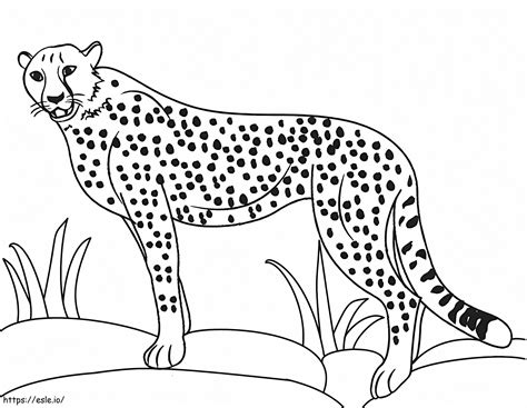Coloring Page Of A Cheetah