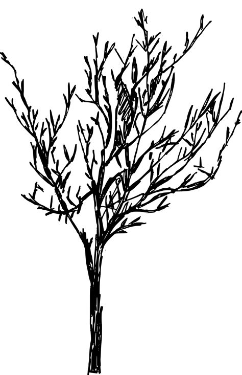 Image result for Tree Drawing Transparent Background