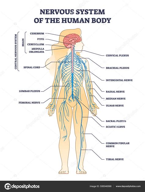 Nervous System Diagram Without Labels
