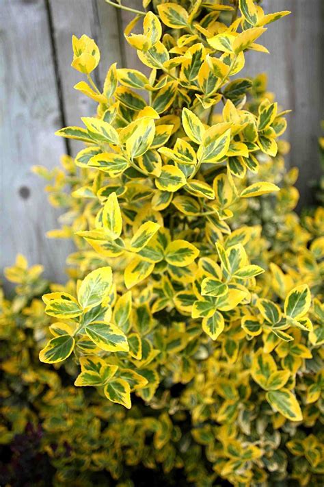 30 Best Shrubs for Shade in Your Yard | Shade landscaping, Best shrubs ...