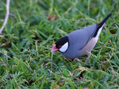 Java Sparrow Calls 的图像结果