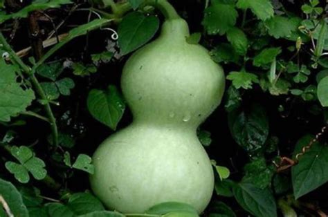 manfaat air labu putih