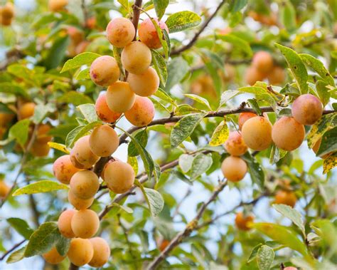 Plum Tree Types 的图像结果