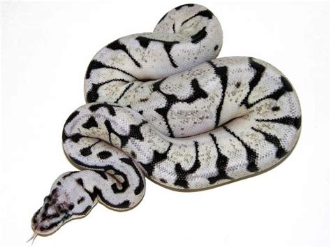 Image result for Pastel Zebra Ball Python