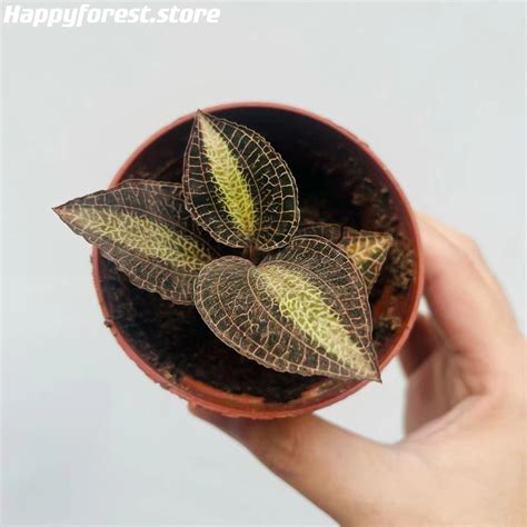 Jewel Orchid (Anoectochilus) for sale - HappyForestStore