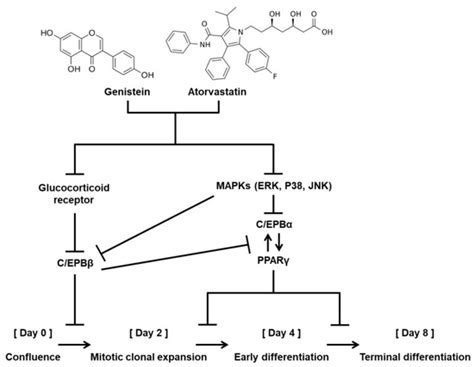 Combined Beneficial Effect of Genistein and Atorvastatin on ...