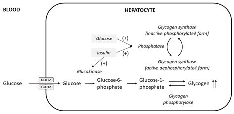 The Liver and Glycogen: In Sickness and in Health