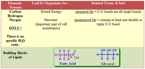 Combining three fatty acids with one glycerol by the process of ...