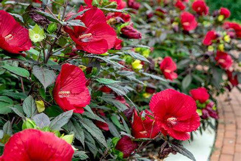 Hibiscus Shrub