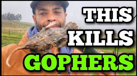 Image result for How to Use Gopherhawk